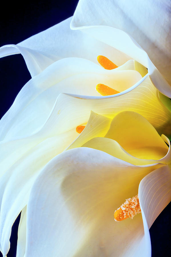 Bouquet Of Calla Lilies Photograph by Garry Gay