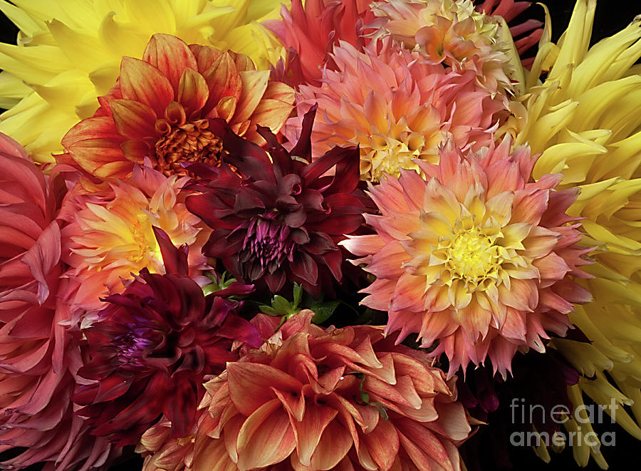 Bouquet of Dahlias from the Garden Photograph by Ann Jacobson