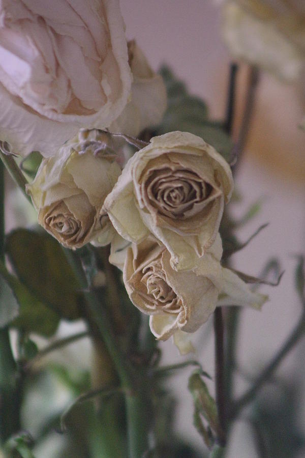Bouquet of Dried White Roses in Pink Lemonade Photograph by Colleen Cornelius