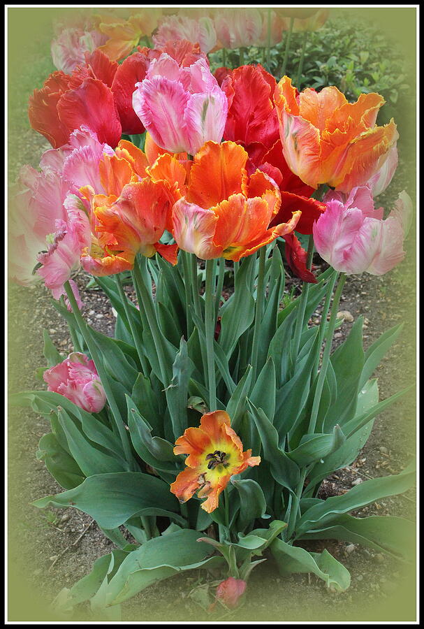 Bouquet of Colorful Tulips Photograph by Dora Sofia Caputo