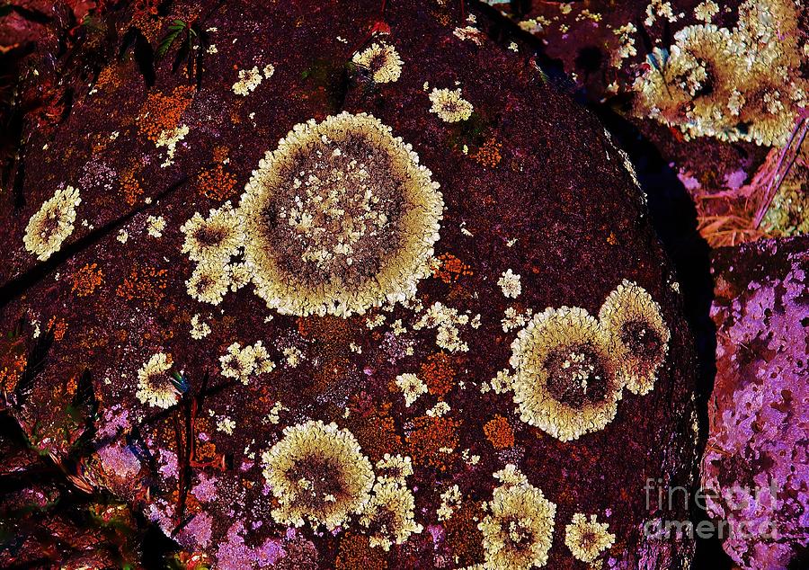 Bouquet of Lichen Photograph by Craig Wood