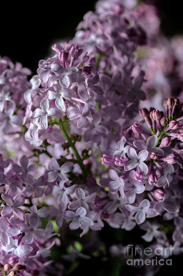 Bouquet of Lilacs II Photograph by Tamara Becker