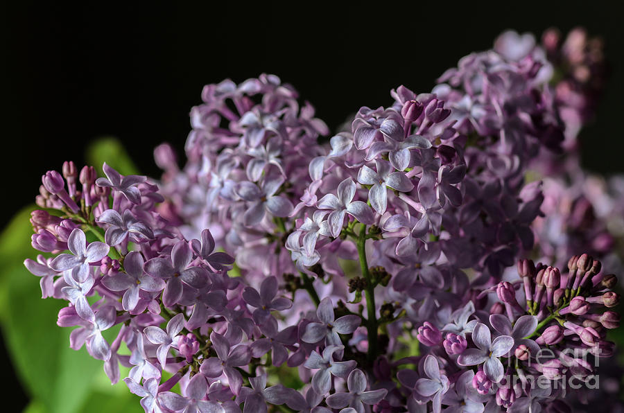Bouquet of Lilacs Photograph by Tamara Becker