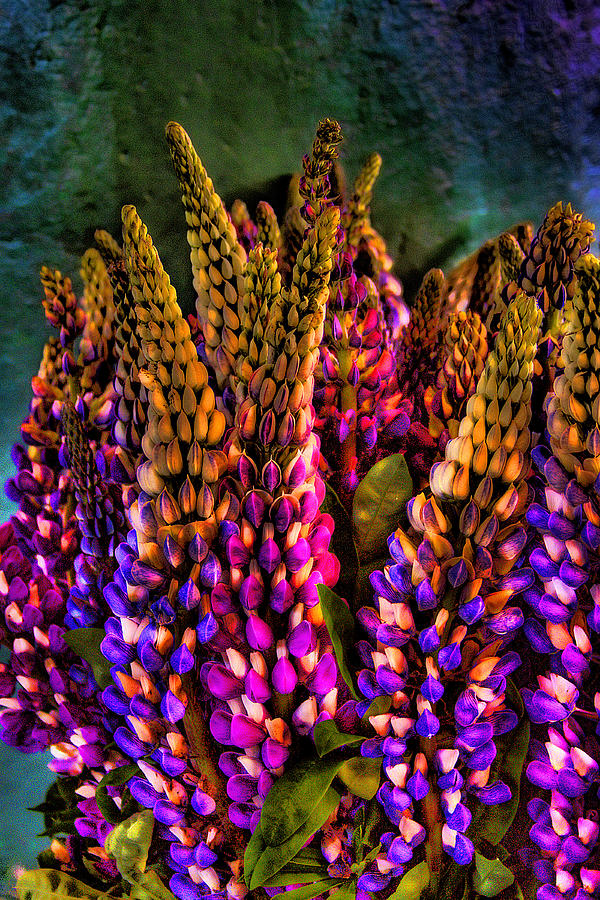 Bouquet of Lupin Photograph by David Patterson