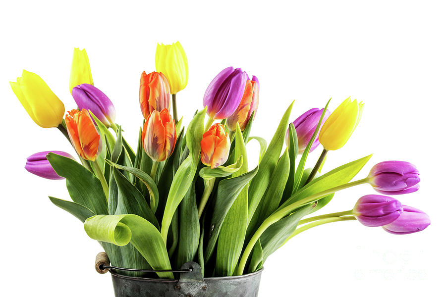 Bouquet of orange purple and yellow tulips Photograph by Piotr ...