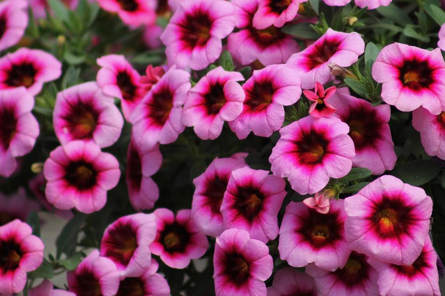 Bouquet Of Petunias Photograph by Gayle Berry | Fine Art America