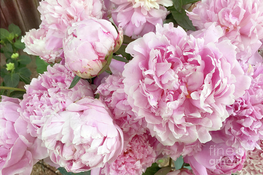 Pink Shabby Chic Garden Peonies - Garden Peonies - Pink Shabby Chic Peony Prints Home Decor Photograph by Kathy Fornal
