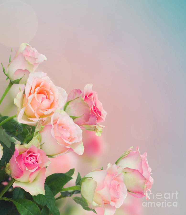 Bouquet of Pink  Roses Photograph by Anastasy Yarmolovich