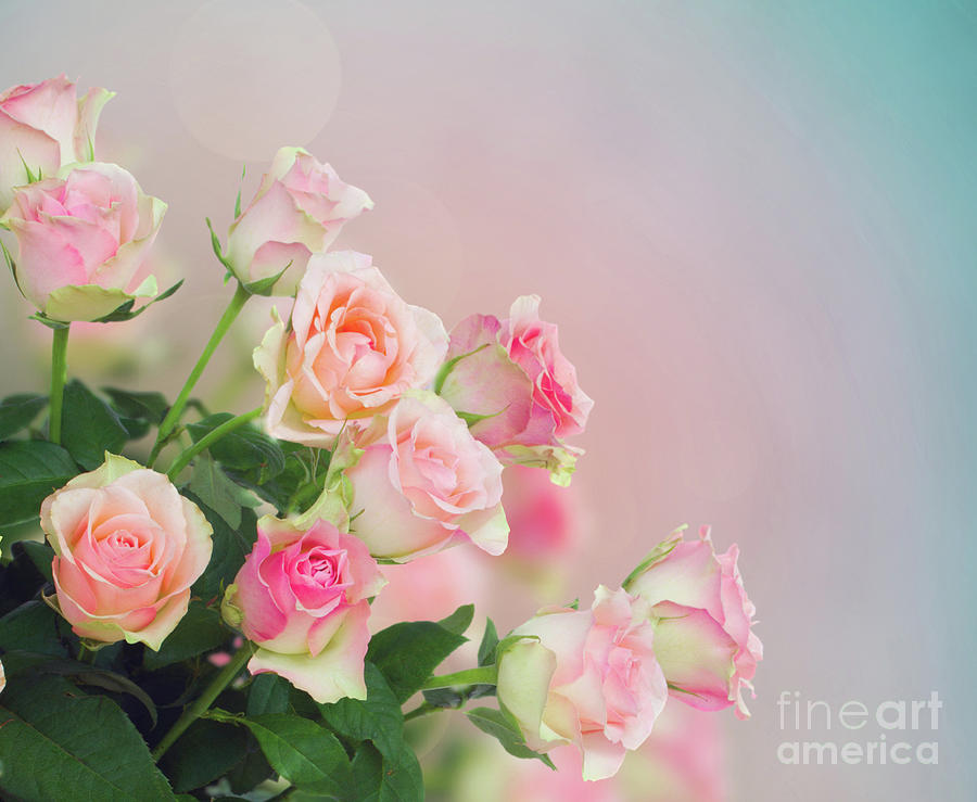Rose Bloom Photograph by Anastasy Yarmolovich
