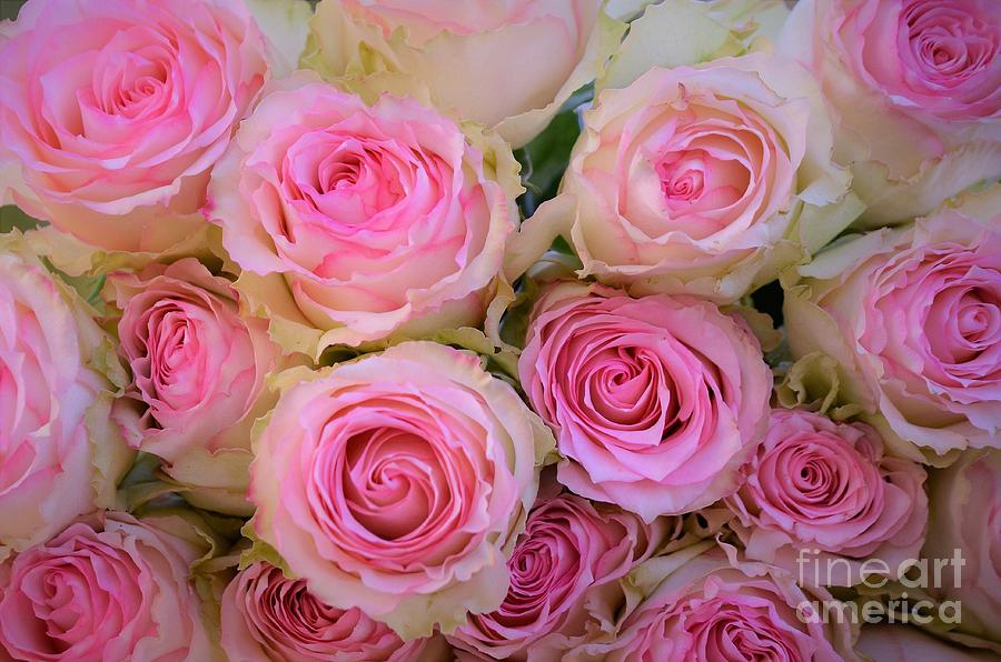 Bouquet of Roses Photograph by Deb Halloran