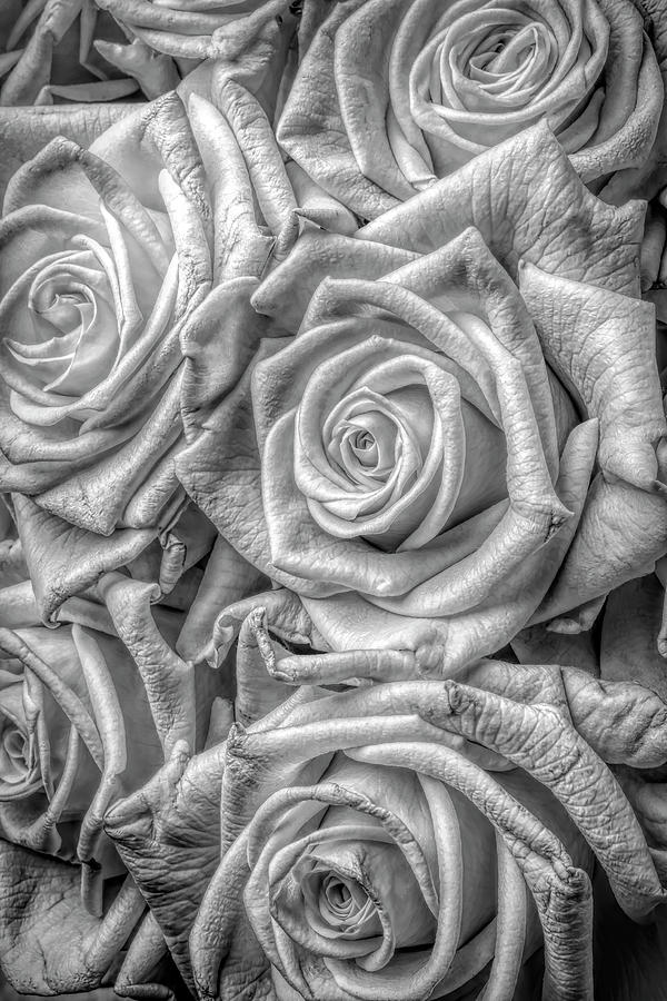 Bouquet Of Roses In Black And White Photograph by Garry Gay