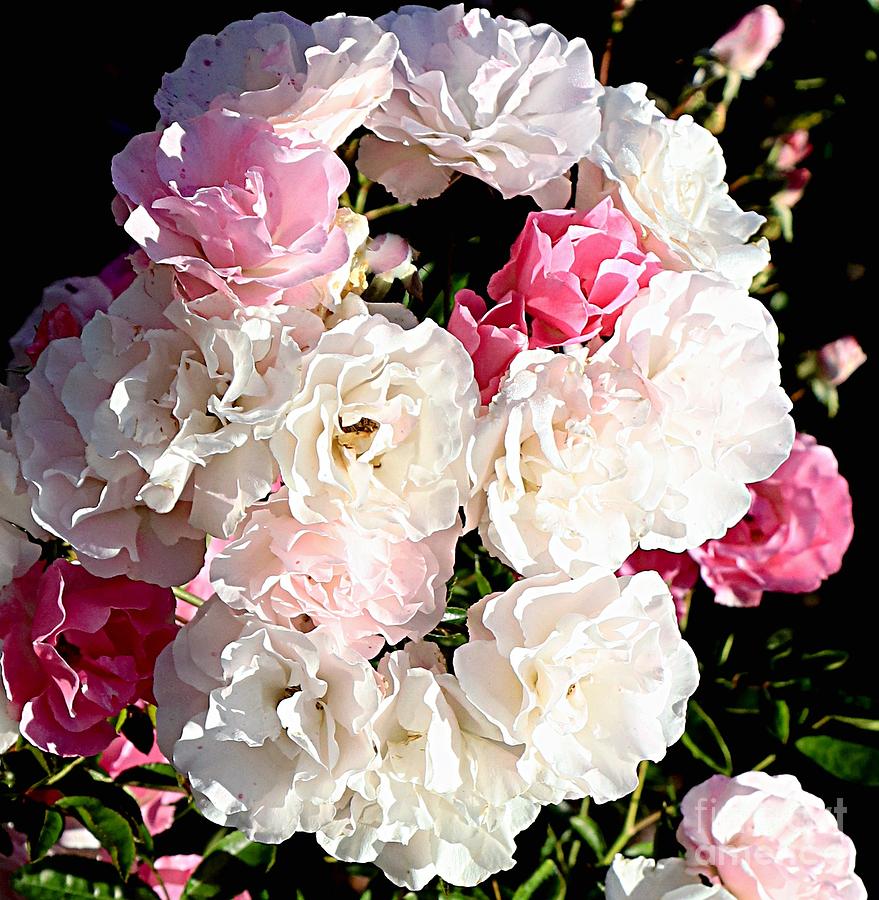 Bouquet of Roses Photograph by Marcia Lee Jones