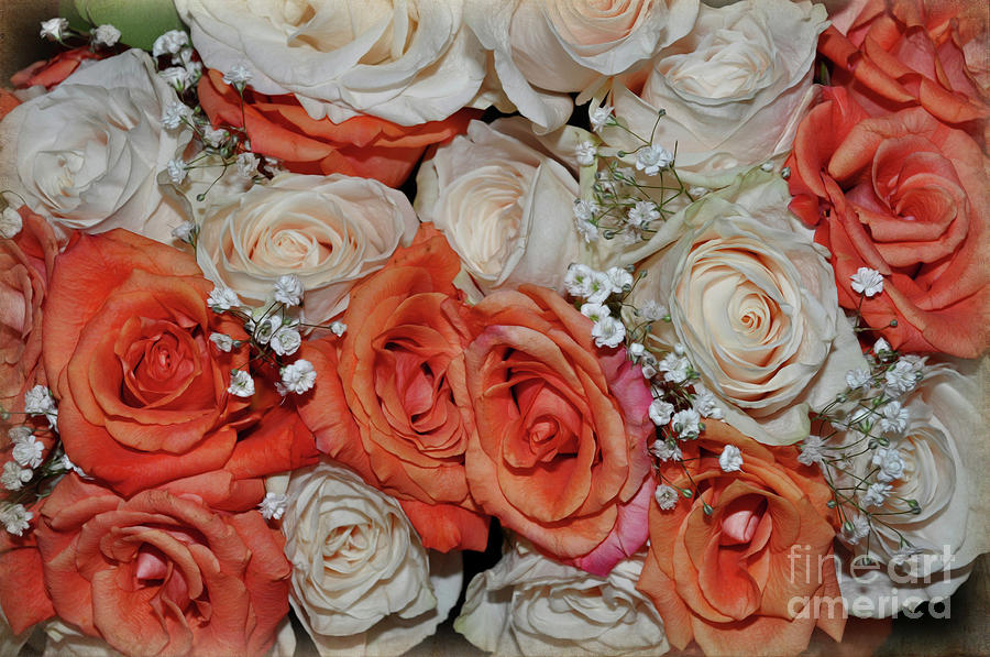 Bouquet of Roses Photograph by Savannah Gibbs