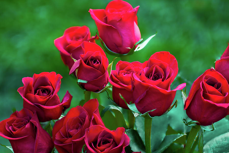 Bouquet of Roses Photograph by Stephen Rowles - Fine Art America