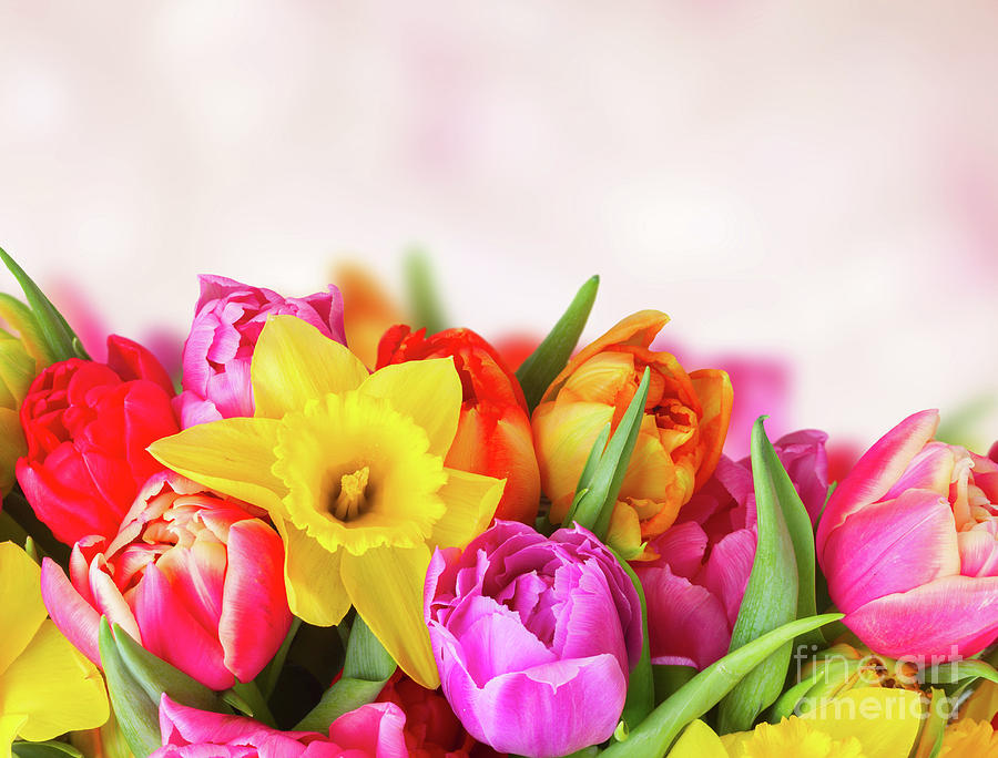 Tulips and Daffodils Photograph by Anastasy Yarmolovich