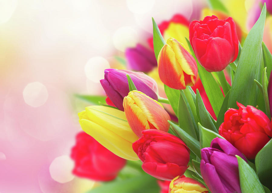 Spring Photograph - Bouquet of  Tulips on Bokeh by Anastasy Yarmolovich