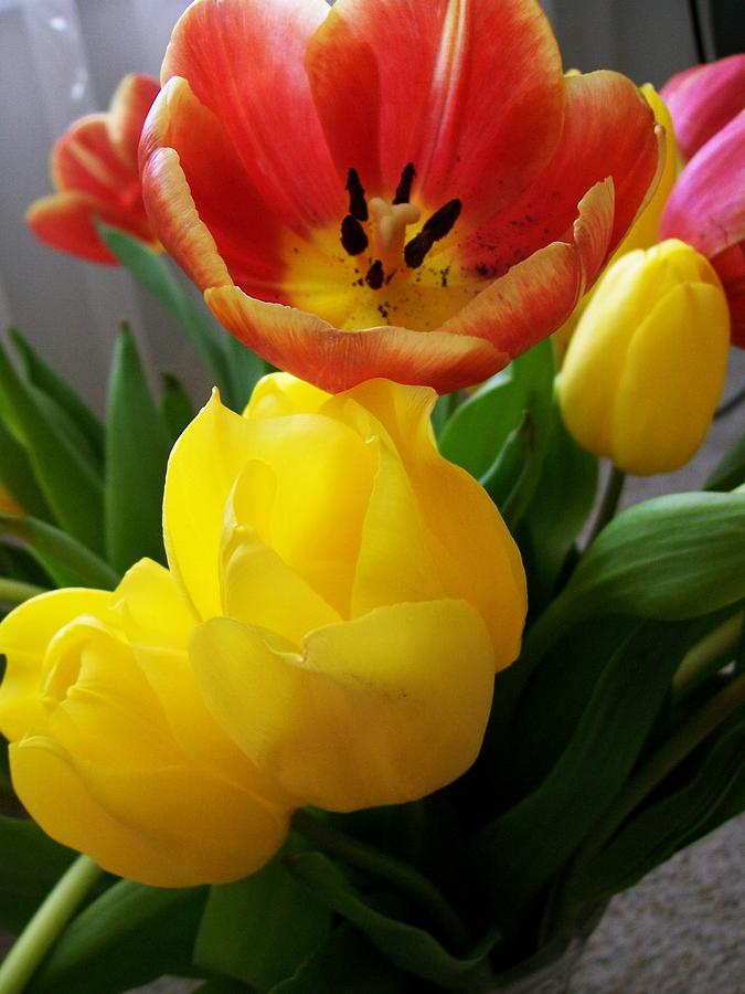 Bouquet of Tulips  Photograph by Sharon Duguay