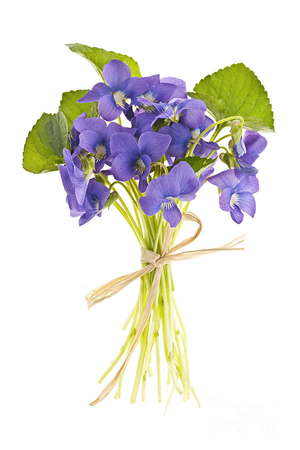 Bouquet Of Violets 2 Photograph