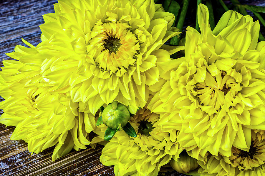 Bouquet Of Yellow Dahlias Photograph by Garry Gay