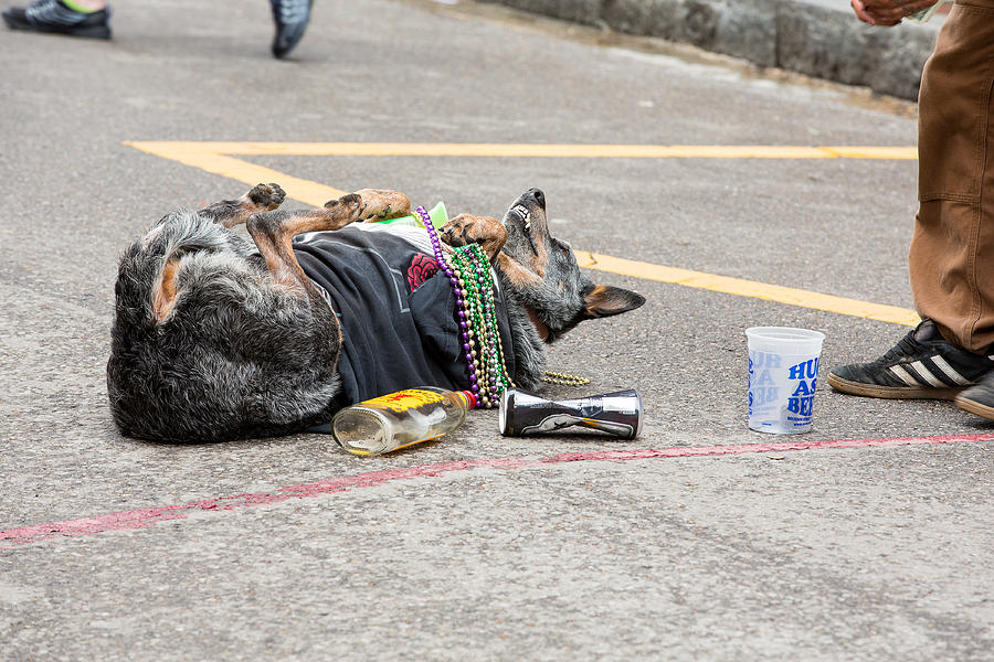 Dog Photograph - Bourbon Street Party Animal by Allan Morrison