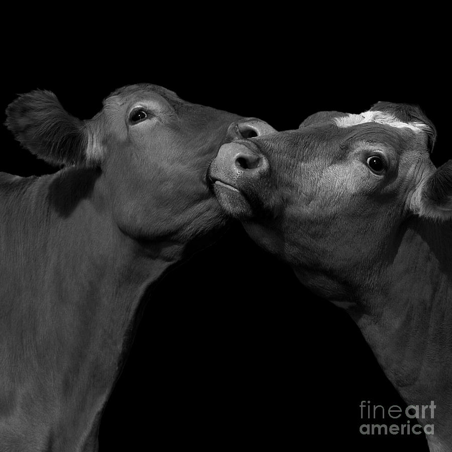 Bovine affection Photograph by Paul Davenport