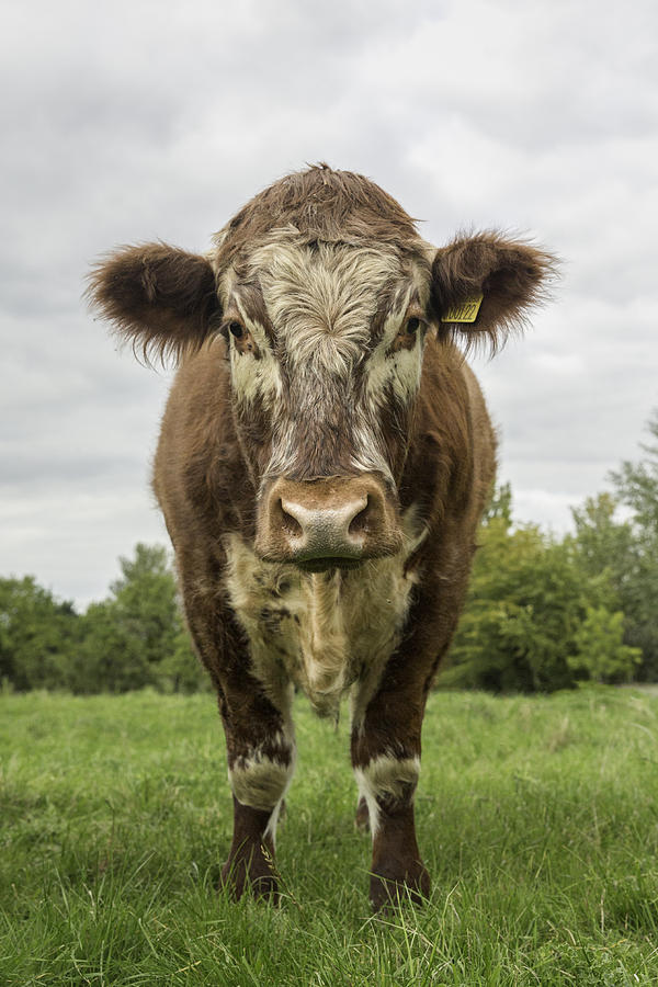 Bovine Beauty 1 Photograph By Wendy Chapman - Pixels