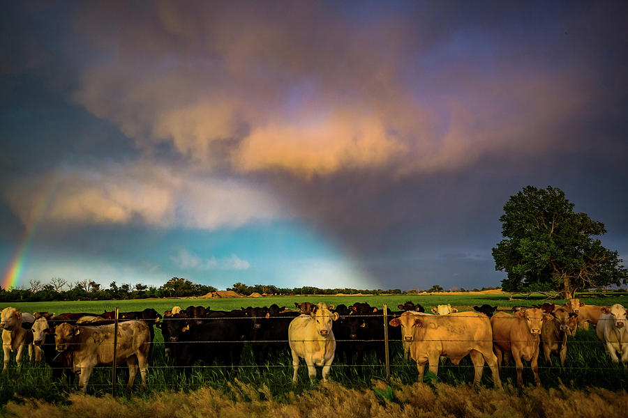 Animal Photograph - Bovine Shine - Cows Gather as Light Breaks Through Storm in Kansas by Southern Plains Photography