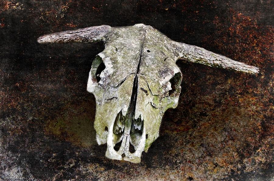 Skull Photograph - Bovine Skull by Stephanie Calhoun