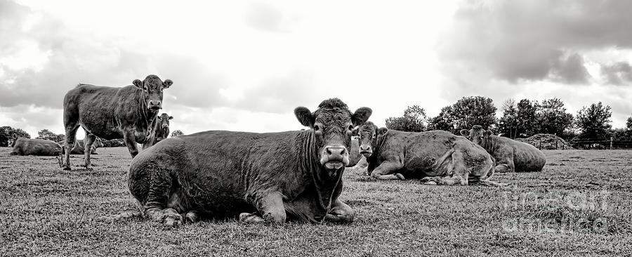 Cow Photograph - Bovinity by Olivier Le Queinec