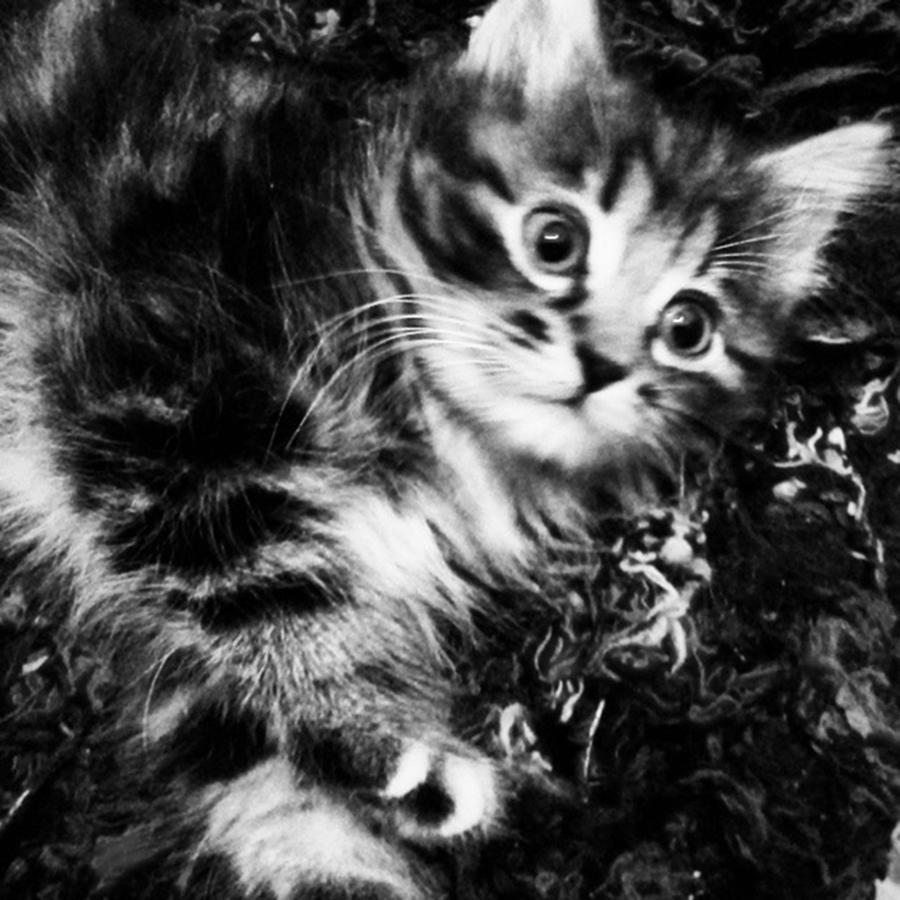 Cat Photograph - Fluffy Friend by Krista Corner