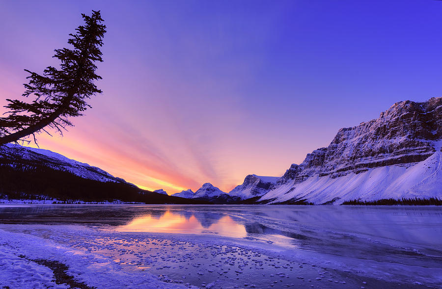 Banff National Park Photograph - Bow Lake and Pine by Dan Jurak