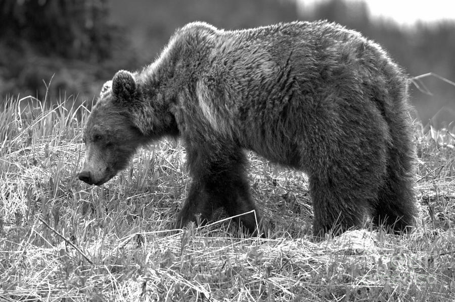 Bow Lake Grizzly Black And White Photograph by Adam Jewell