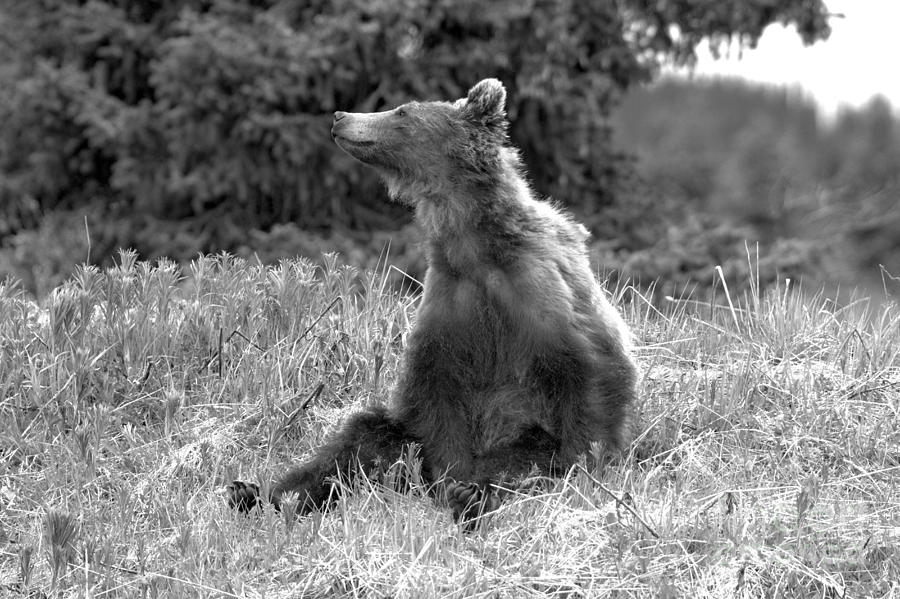 Bow Lake Lounging Grizzly Bear Black And White Photograph by Adam Jewell