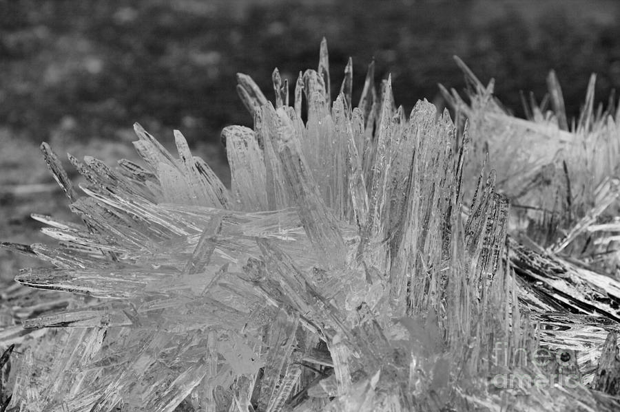 Bow Lakeshore Ice Crystals Black And White Photograph by Adam Jewell