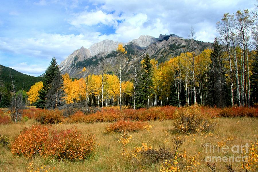 Banff National Park Photograph - Bow Valley aspens by Frank Townsley