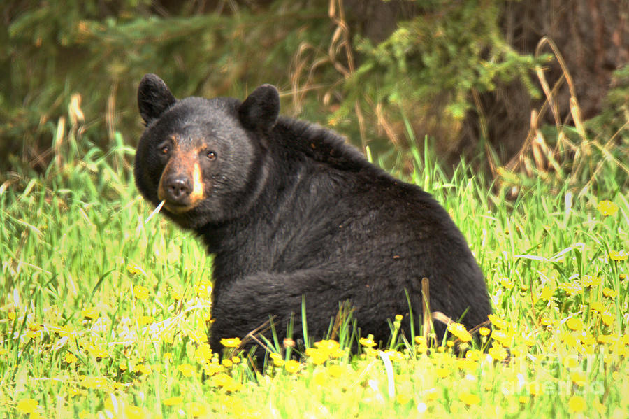 Bow Valley Black Bear Photograph by Adam Jewell