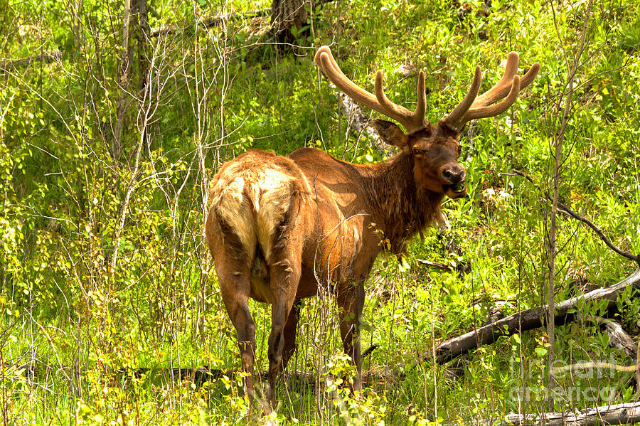 Bow Valley Elk Photograph by Adam Jewell