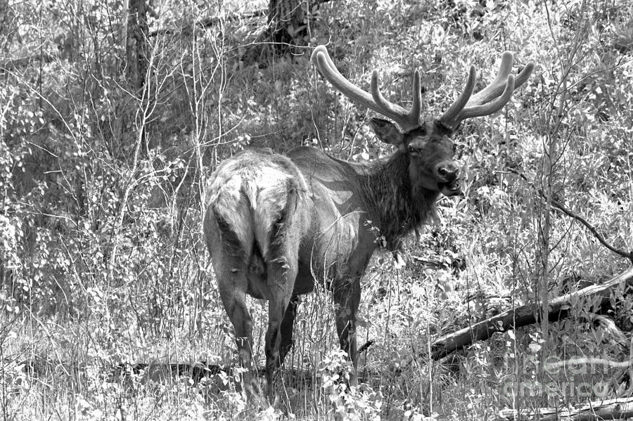 Bow Valley Elk Black And White Photograph by Adam Jewell