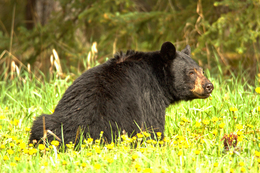 Bow Valley Happy Black Bear Photograph by Adam Jewell
