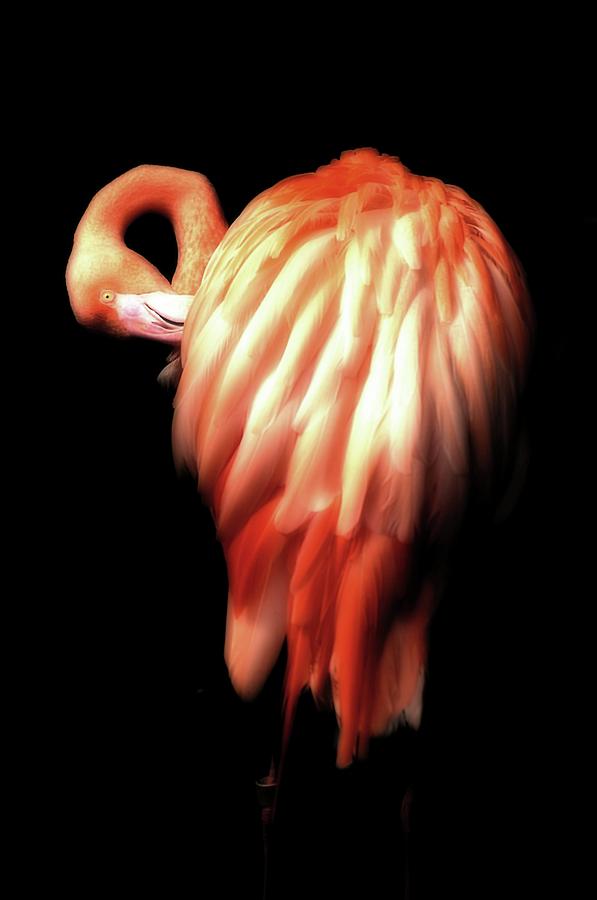 Bowie Flamingo by Beth Akerman Bowie Flamingo by Beth Akerman