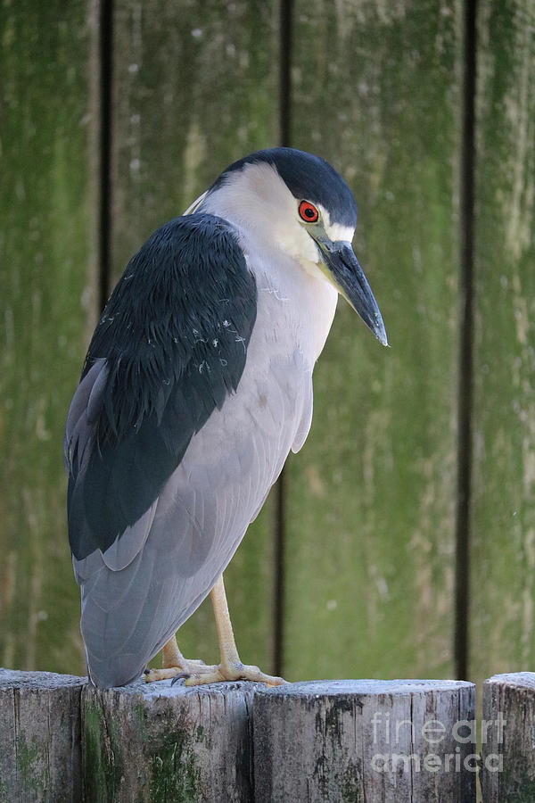 Bowing Black-Crowned Night Heron Photograph by Carol Groenen