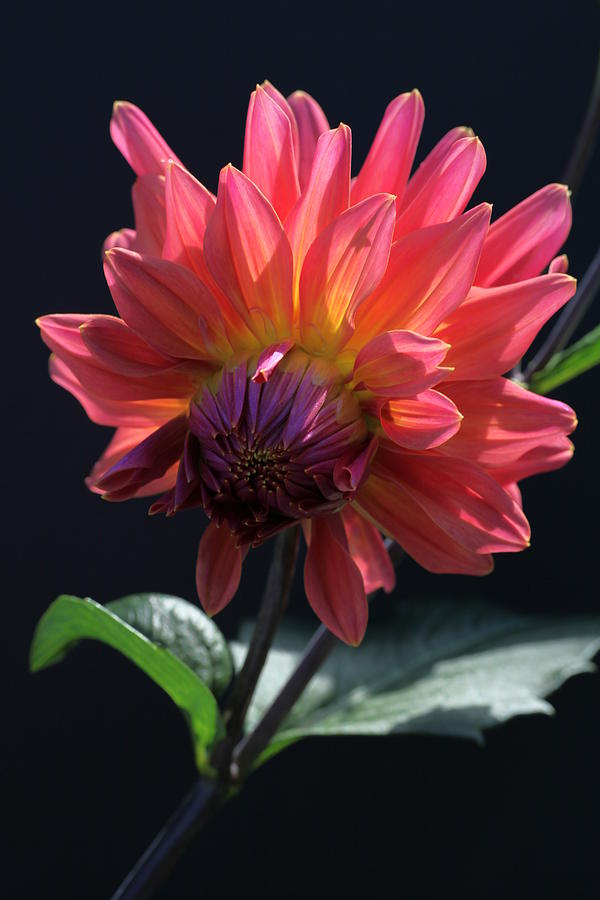 Bowing Dahlia Photograph by Tammy Pool