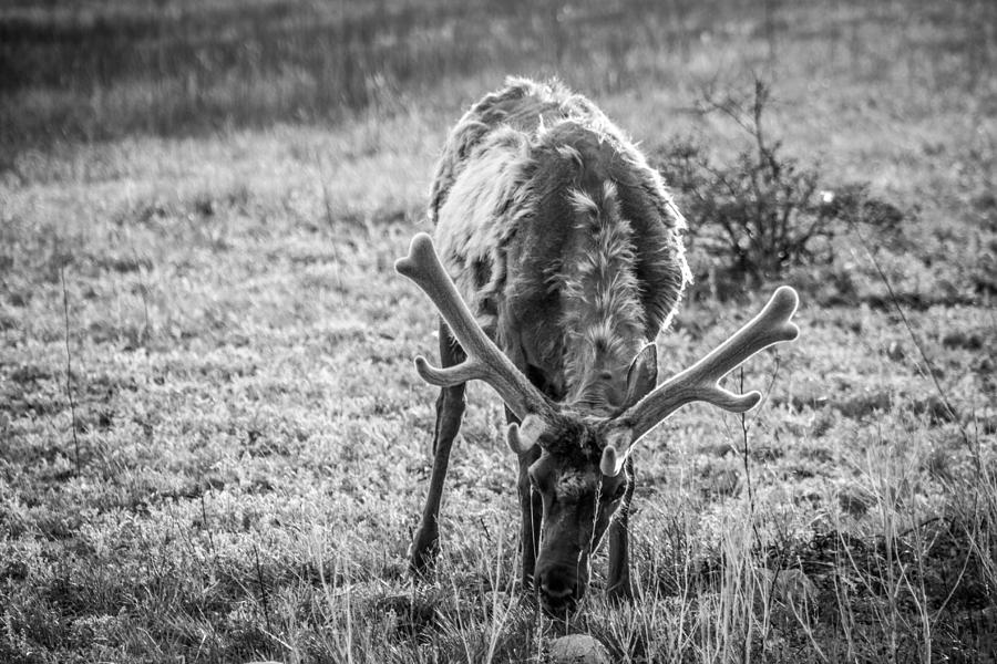 Bowing Elk Photograph by Dawn Zemaitis | Pixels