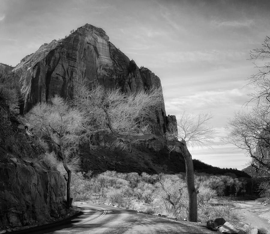 Bowing Over the Road BW Photograph by Mitch Johanson - Fine Art America