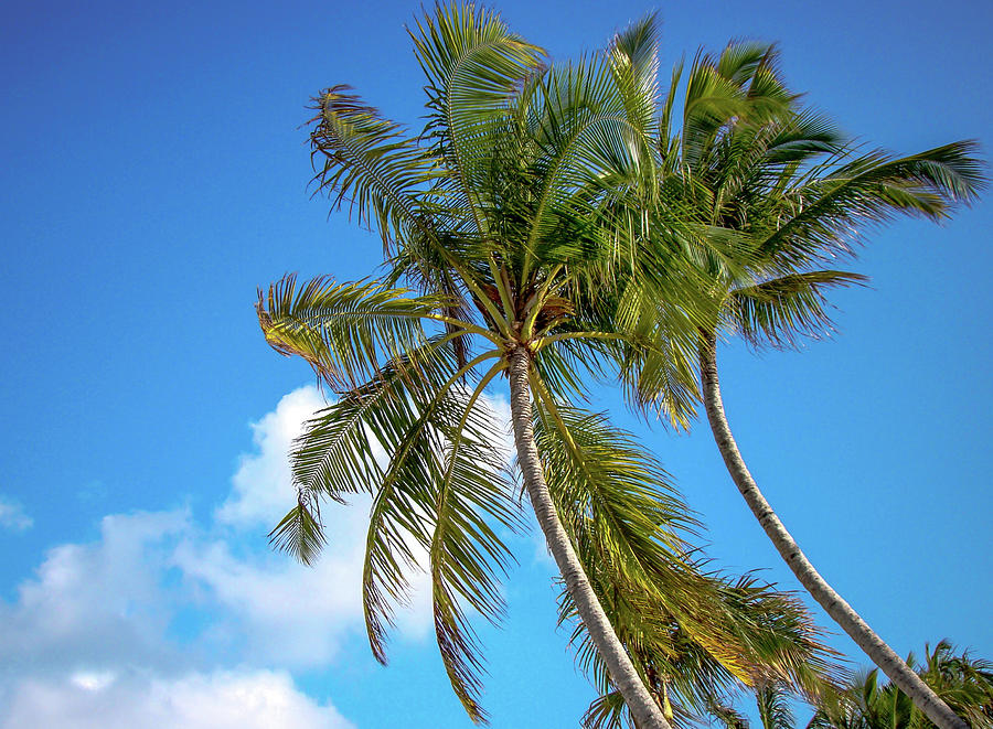 Bowing Palm Trees and Blue Sky Photograph by Jenny Rainbow