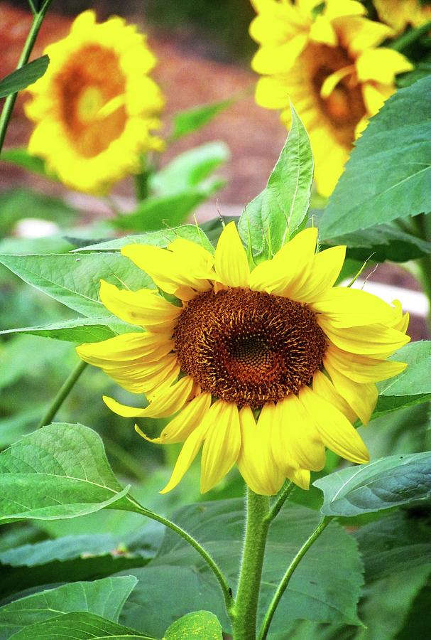 Bowing Sunflowers Photograph