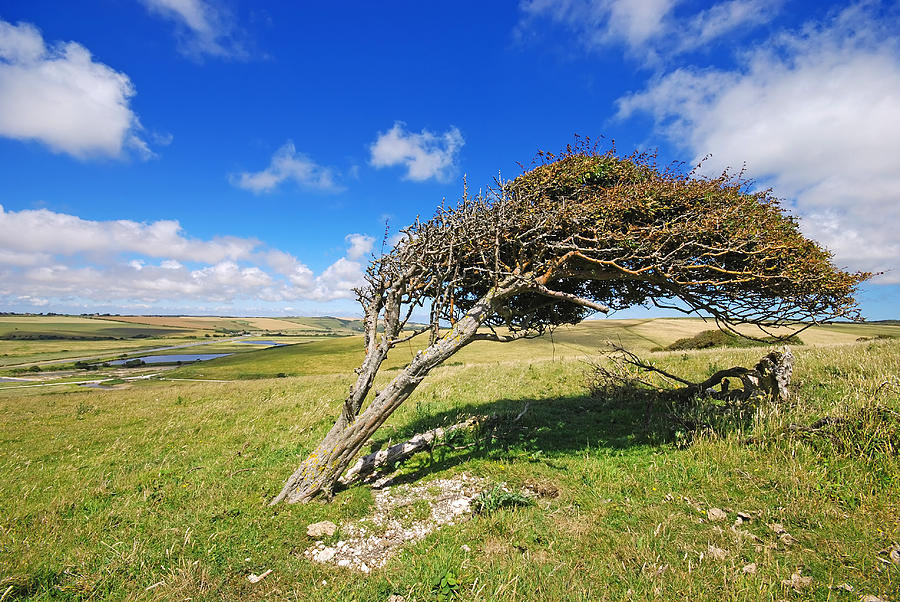 Bowing Tree Photograph by Jaroslaw Grudzinski