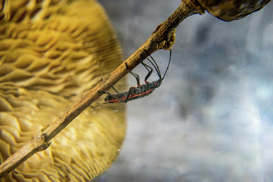Box Elder Bug Climbing Stalk Photograph by Douglas Barnett