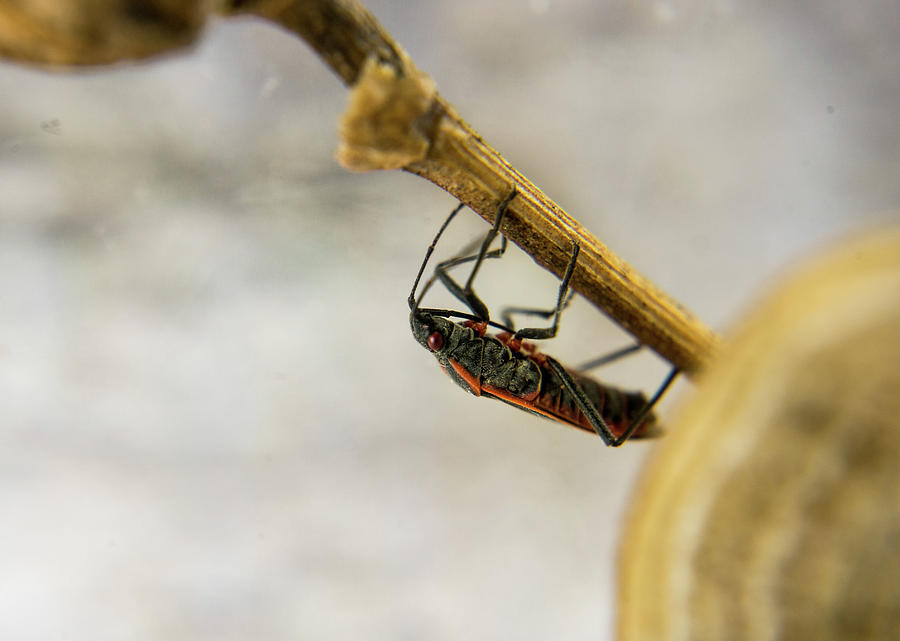 Box Elder Bug on Plant Stem Photograph by Douglas Barnett