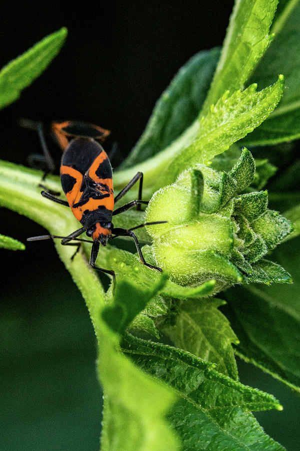 Box Elder Bug with Female in Tow Photograph by Douglas Barnett